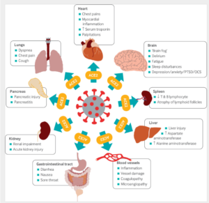 lungs brain organs oxygen